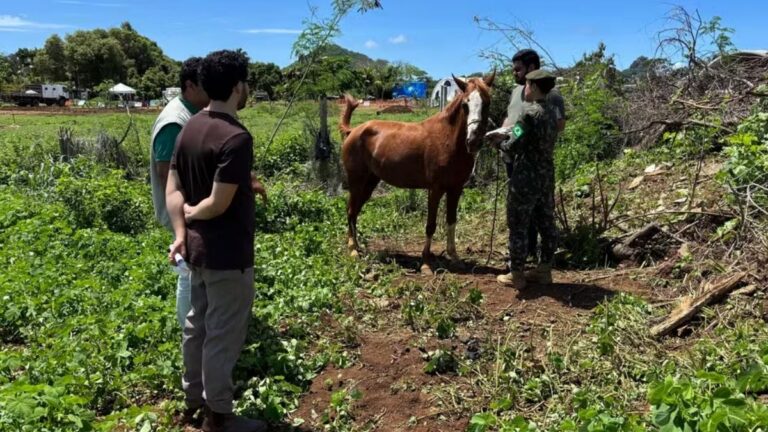 Retirada de cavalos de Fernando de Noronha: Exército apoia transferência de animais para o continente
