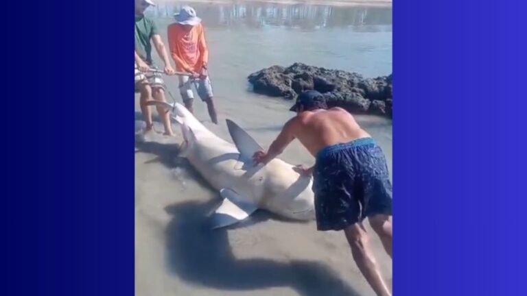 Tubarão na Praia do Paiva: Animal é retirado do mar e tem nadadeiras cortadas em Pernambuco
