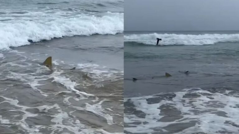 Tubarões em Fernando de Noronha: grande concentração na Praia da Cacimba do Padre surpreende turistas